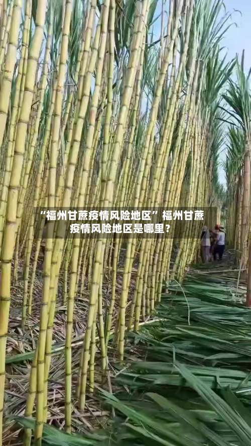 “福州甘蔗疫情风险地区	” 福州甘蔗疫情风险地区是哪里？-第2张图片